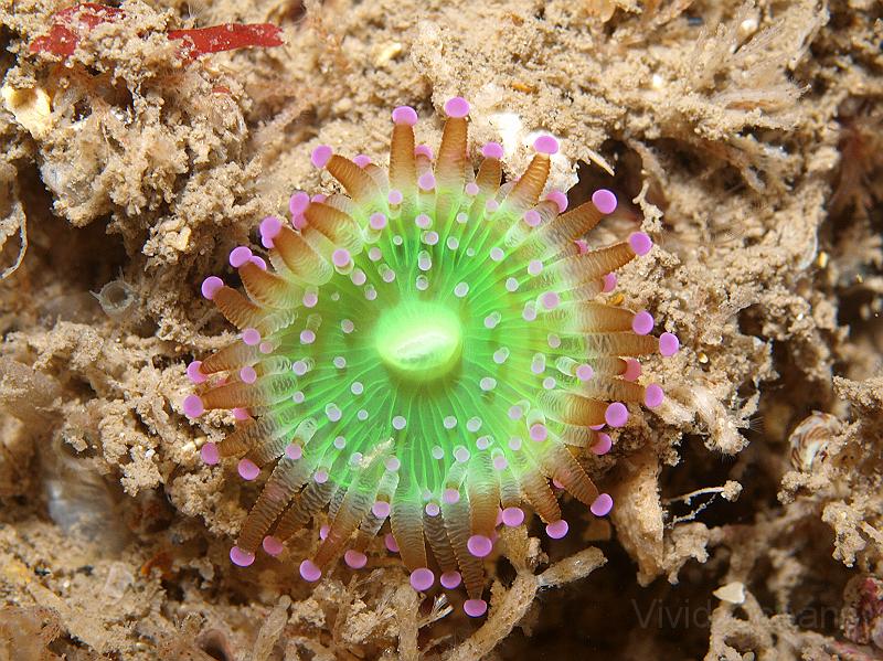 P7116742.JPG - Jewel anemones - Corynactis viridis - are amazing in sheets but I think they are even more spectacular singly