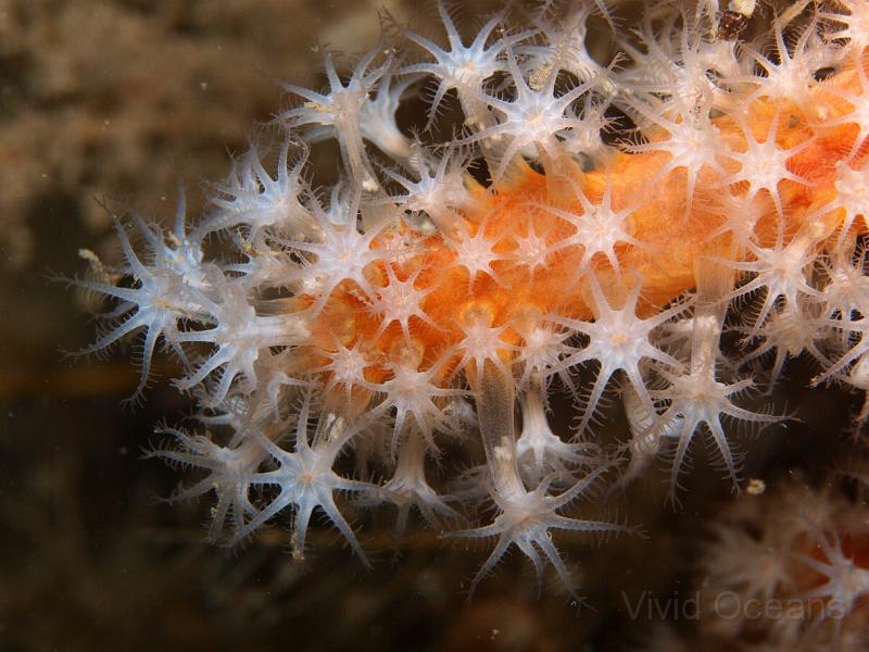 P7116743.JPG - There might be exciting things living on the Red finger coral - Alcyonium glomeratum - but they are less interesting than their home and we've not spotted any yet
