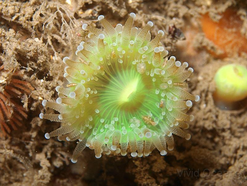 P7116748.JPG - Looking past their beauty for a moment... look hw many little amphipods are living on this one! Seventeen I think!