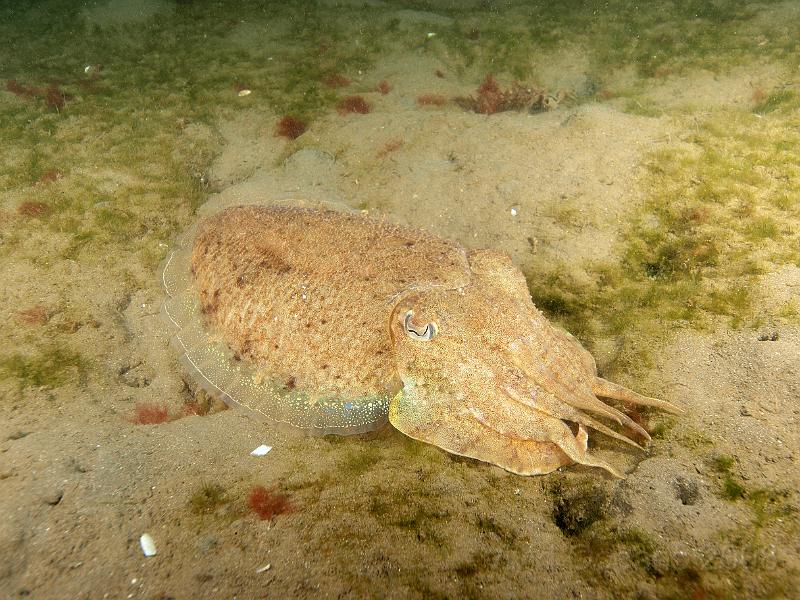 P5164641.JPG - We came across a tired cuttlefish, Sepia officianalis, resting on the silty bottom