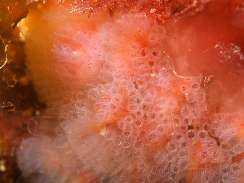 P5174702.JPG - Much of the course made sure we knew what we should look for in a sponge... i.e. not being a colony like this gang of ascidians - which we don't know the name of