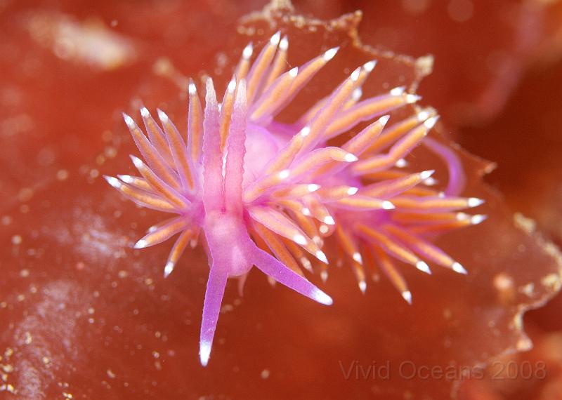 P5174780.JPG - This is a Violet  sea slug - Flabbelina pedata