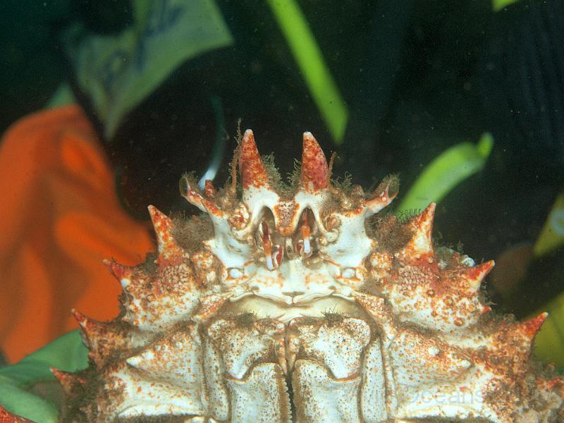 P5174792.JPG - There was even a clean (ish) Spiny spider crab-  Maja squinado - wandering about