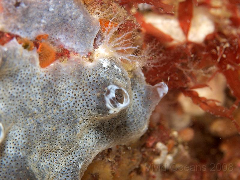 P5184810.JPG - This Sponge sea squirt - Diplosoma spongiforme - has a little sea cucumber living under it