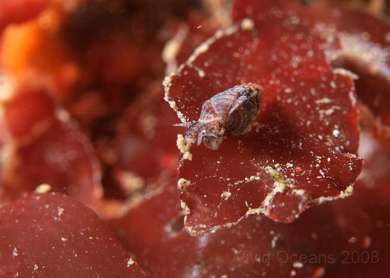 P5184824.JPG - We thought this was a tiny Netted dog whelk - Hinia reticulata - and its so small we still can't tell