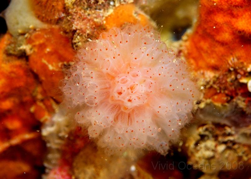 P5184833.JPG - These club sea squirts are colonies of many individuals with a comon base