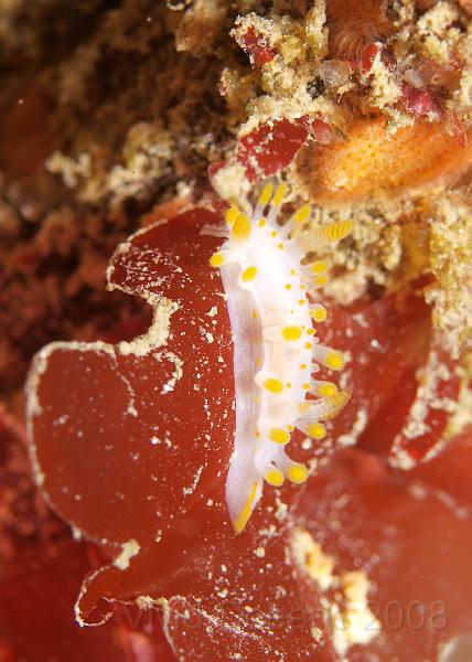 P5184842.JPG - These slugs tend to graze the bryozoan mats on the surface of algae