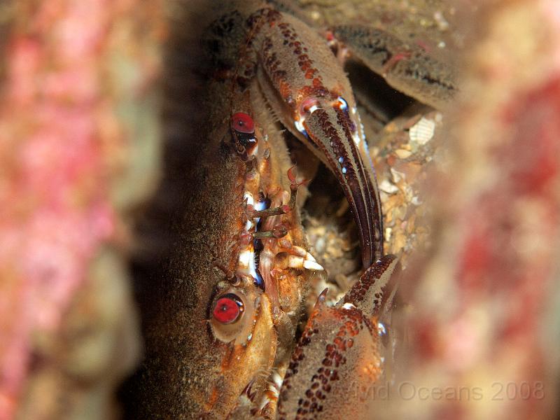 P5184854.JPG - A rare (for Devon) Velvet swimming crab - Necora puber