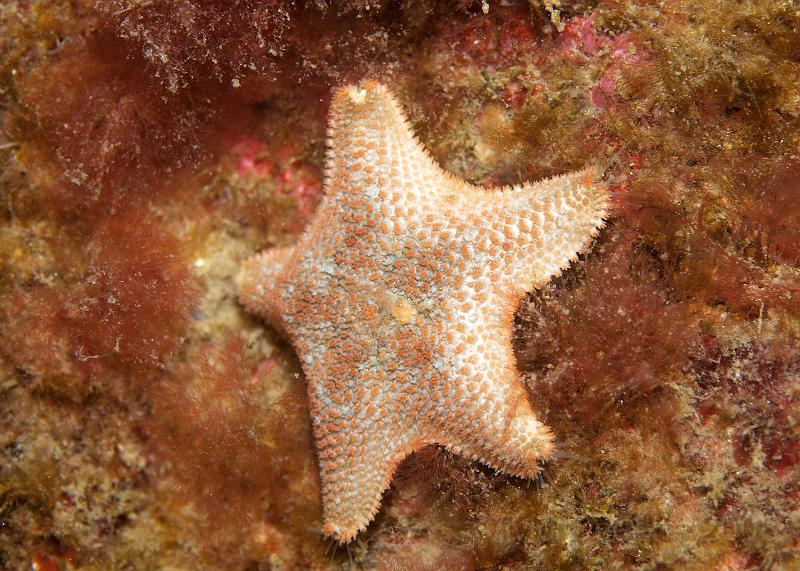 P5184864.JPG - The cushion stars - Asterina gibbosa - were dotted around but not abundant