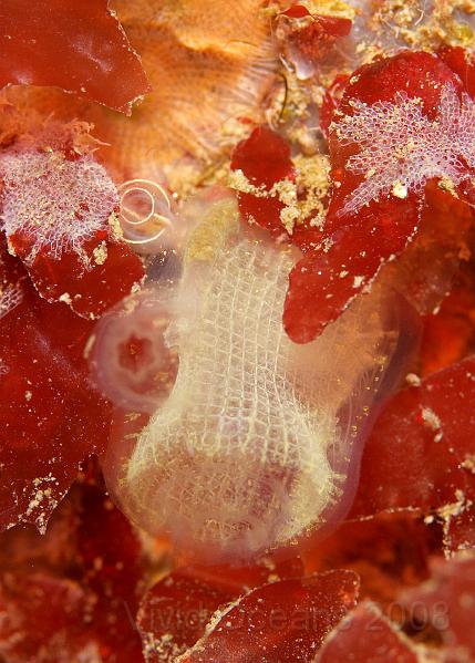 P5184869.JPG - This Gas mantle sea squirt - Corella parallelogramma - is wearing its heart (well its internal structure) on its sleeve