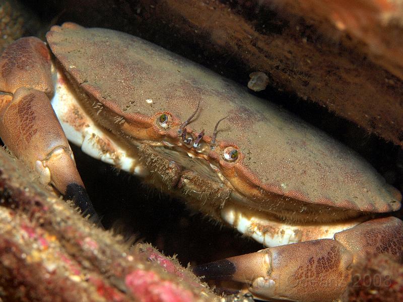 P5184886.JPG - Also rare in the South West an edible crab - Cancer pagarus