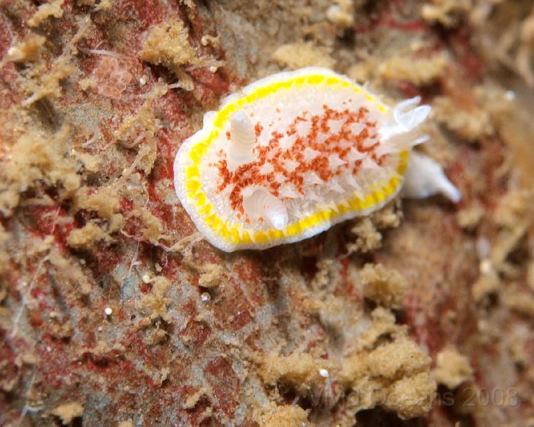 P5184900.JPG - At last we got some nice pictures of a Fried egg slug - Diaphorodoris luteocinta