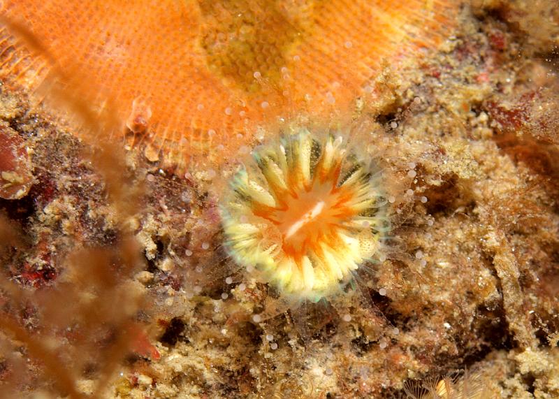 P5184906.JPG - The only cup coral which wasn't firmly closed - Caryophyllia smithii