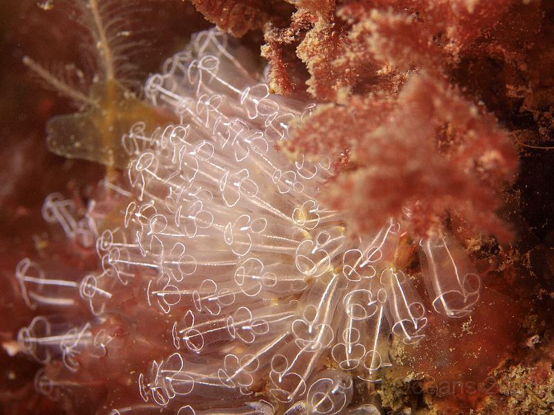 P5174709.JPG - Lightbulb sea squirts - Clavelina lepadiformis