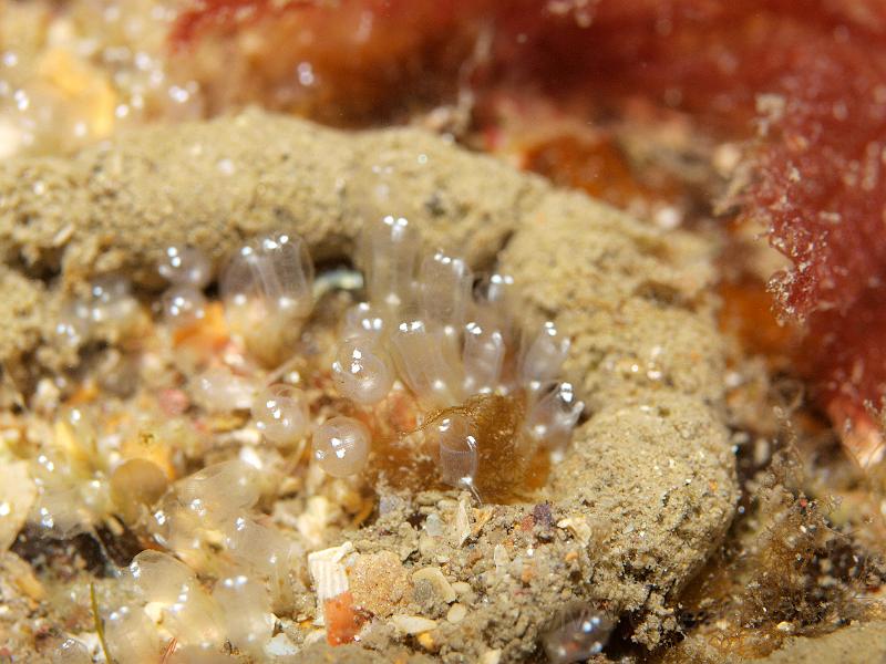 P5174719.JPG - Some very small ascidians, hiding behind a horseshoe of sea cucumber pooh...
