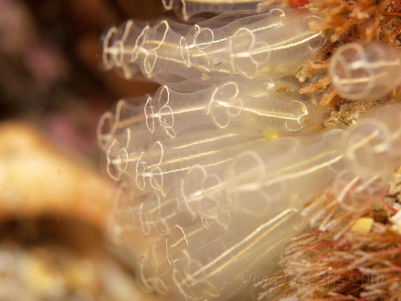 P5174722.JPG - Lightbulb sea squirts - Clavelina lepadiformis