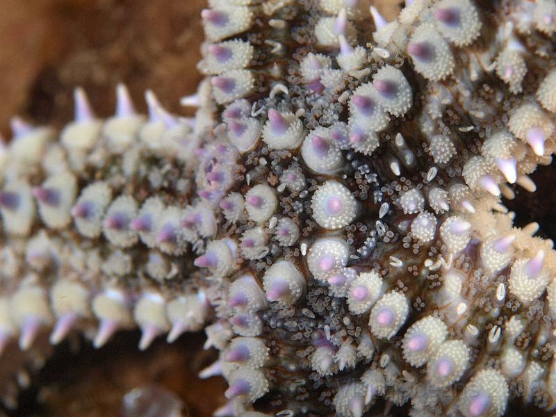 P5174727.JPG - Out on its own the Spiny starfish - Marthasterias glacialis - is obvious an arm or leg(?) can be more ambiguous