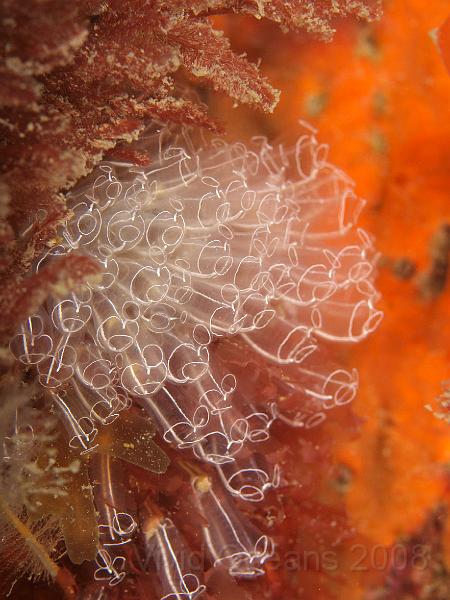 P5174738.JPG - Lightbulb sea squirts - Clavelina lepadiformis