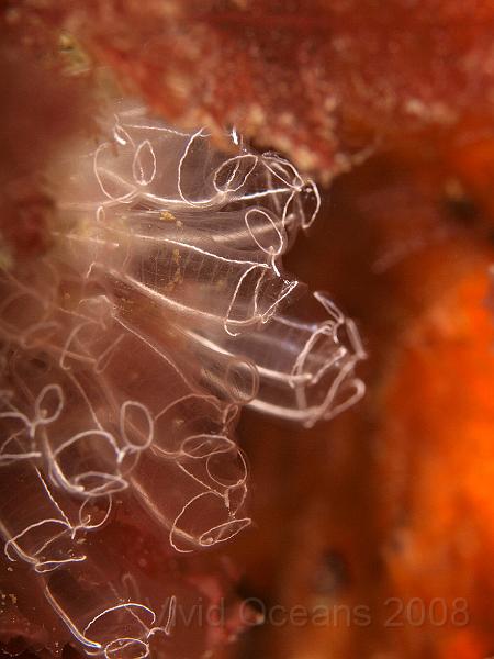 P5174741.JPG - Lightbulb sea squirts - Clavelina lepadiformis