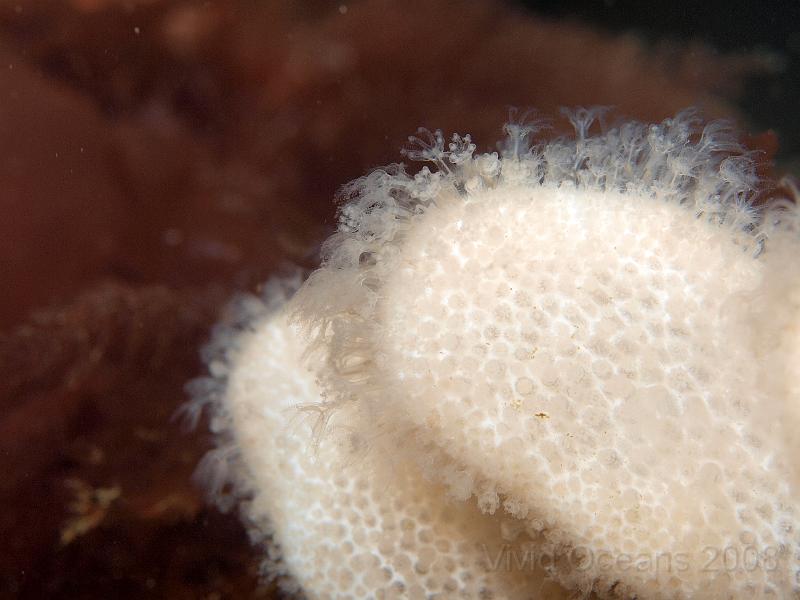 P5174748.JPG - Deadmens fingers - Alcyonium digitatum - are more obviously non-sponge when they are out feeding but without their polyps on show they are very sponge a like