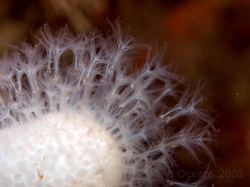 P5174750.JPG - Each polyp is clearly an anemone like feeding head - if you can see them!