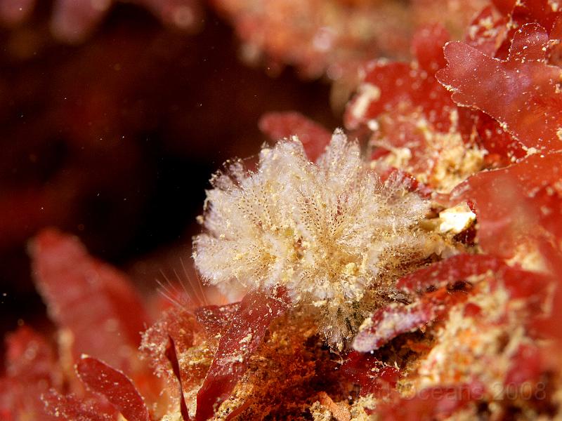 P5184821.JPG - A tiny bryozoan colony - most sponges have a less open structure