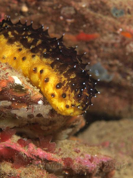 P5184822.JPG - A Sea cucumber - Holothuria forskali - spongey but short of holes... apart from the major ones at each end :-)