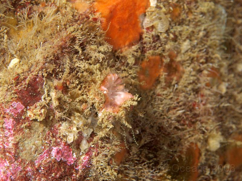 P5184827.JPG - This cryptic Devonshire cup coral  - Caryophyllia smithii - has tentacles and a hard central base