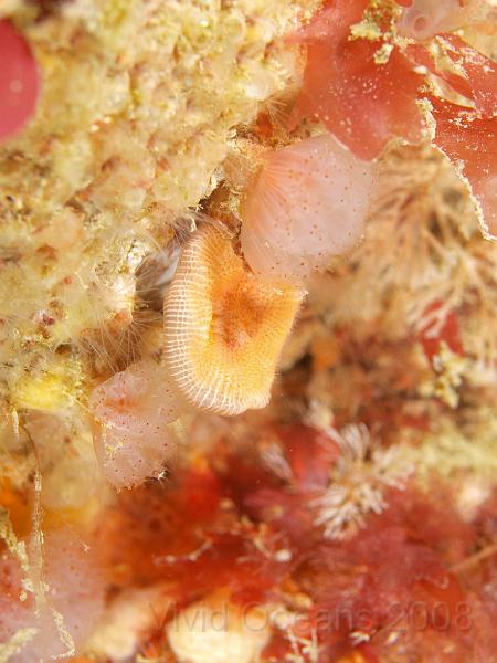 P5184830.JPG - These guys could all be candidates, especially the middle one - but it is a bryozoan, see the rectangular compartments? It would be very tough to see those underwater