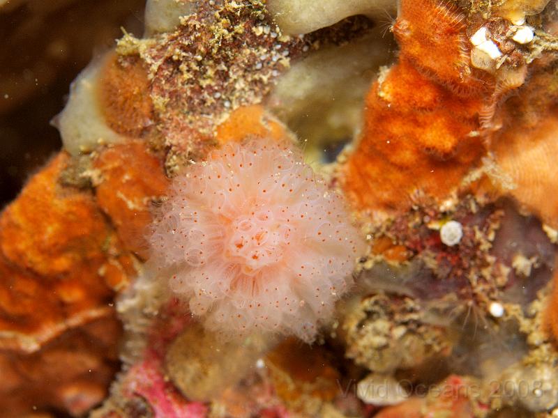 P5184833.JPG - The colonial club sea squirts - Morechellium argus - are quite spongey. A very close look soon spots the differences though, and you can see the feeding zooids on the orange bryozoan upper right