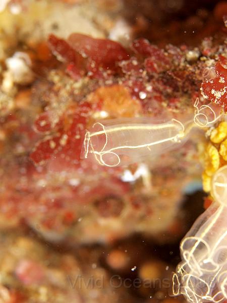 P5184843.JPG - The structure is clearer on (slightly) larger squirts like this lightbulb tunicate which is thoughtfully outlined