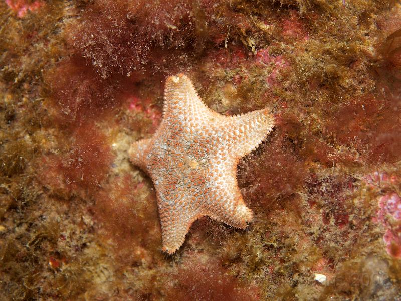 P5184864.JPG - People mistake the strangest things for sponge... when these cushion stars - Asterina gibbosa - are posing nicely they are obvious if they are feeding or partially hidden the marks on the surface can look a little spongey