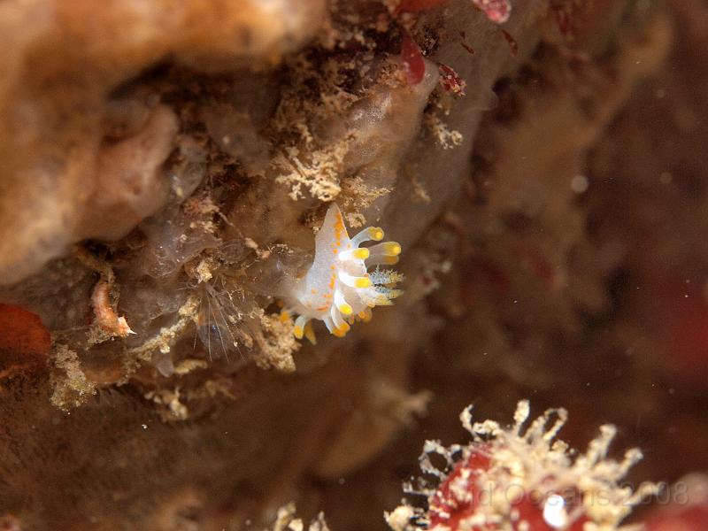P5184876.JPG - Slugs are probably too small to pose as sponges - but anything is possible, especially if you don't get to see their smiling faces