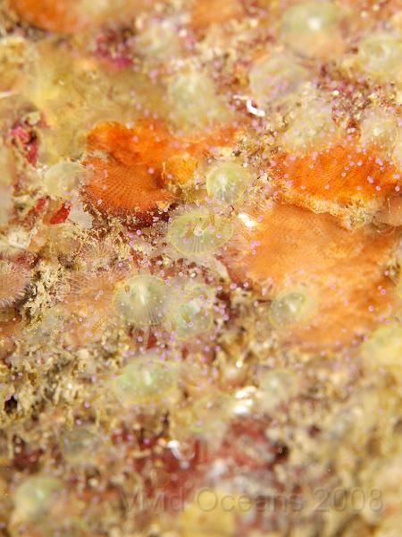 P5184883.JPG - Encrusting sponge can sneek in anywhere - but this is a wall of jewel anemones and bryzoans