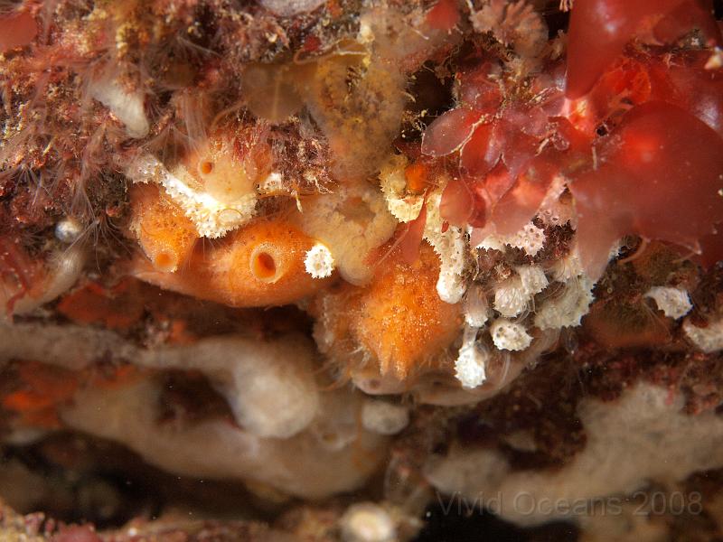 P5184823.JPG - White lace sponge - Clathrina coriacea - amongst a sea of other stuff