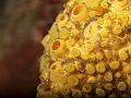 sponges