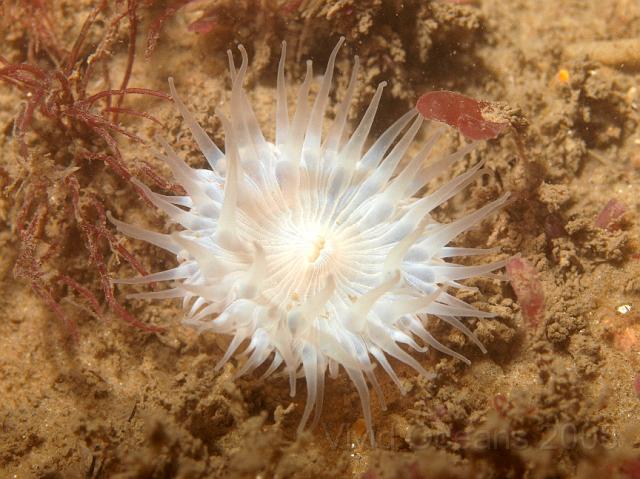 P7266998.JPG - The translucent white - nivea form - are the most elegant of the Elegant anemones