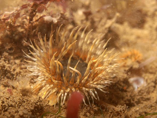 P7267007.JPG - The Elegant anemones have almost all been white or this brindled brown - miniata form