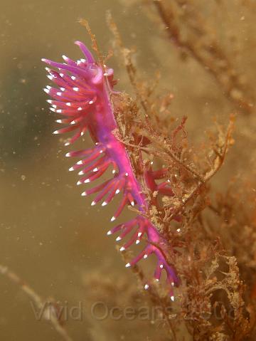 P7277094.JPG - We only found this single Flabellina pedata - but it was a nice one...