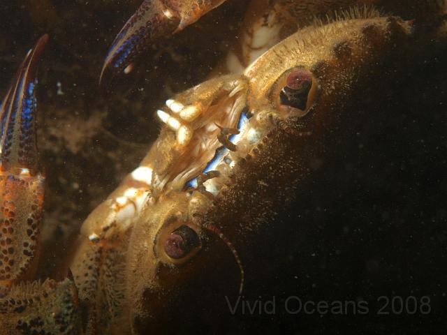 P7277104.JPG - Velvet swimming crab, trying to look cute - by not grabbing me