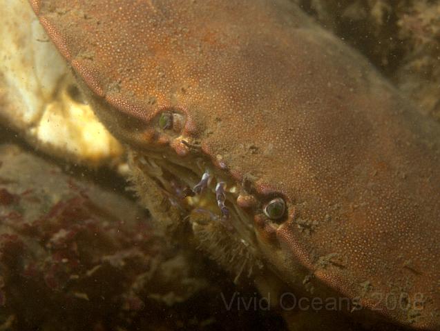 P7277138.JPG - One of the relatively few large Edible crabs we saw on this visit