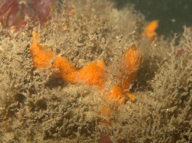 P7277168.JPG - Shredded carrot sponge - Amphilectus fucorum - is one of the commonest. Often more tufted than this but usually this bold orange colour