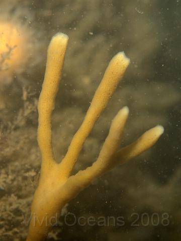 P7277169.JPG - Mermaids tresses is an anorexic look-a-bit-alike for Yellow staghorn sponge, which is much more chunky