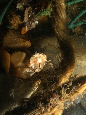 DW265226.JPG - A tiny shore crab - Carcinus maenus - hunting amongst the remains of a lobster pot