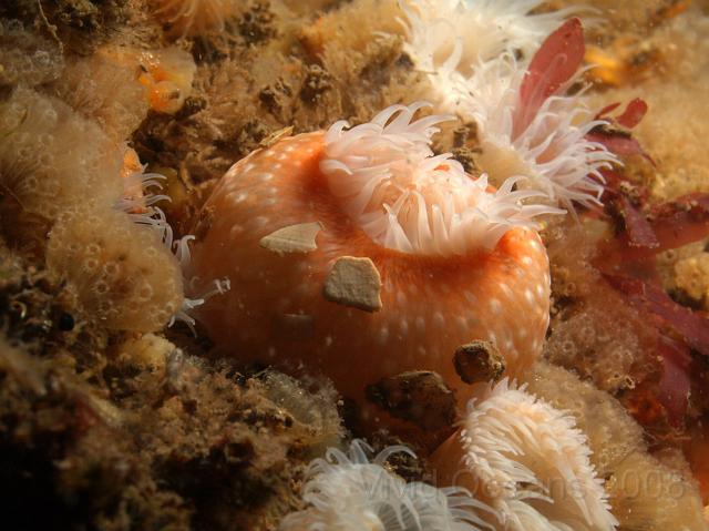 DW265238.JPG - This is what an Elegant anemone - Sargatia elegans - looks like when it retracts. Not all are as brightly coloured but remember they are spotty!