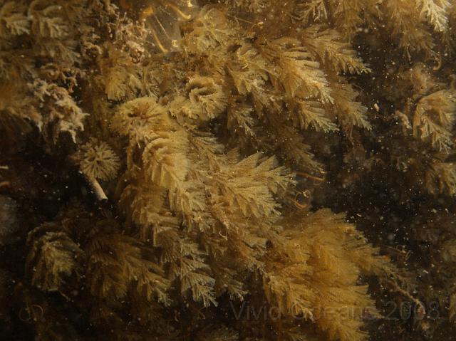 DW265239.JPG - Spiral bryozoan  - Bugula spp. - is one of the upright varieties of these animals which can be confused with plants and make up much of the ground cover on the wreck