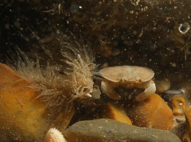 DW265241.JPG - Another young crab, an Edible this time - Cancer pagarus. Waiting for the snow to clear