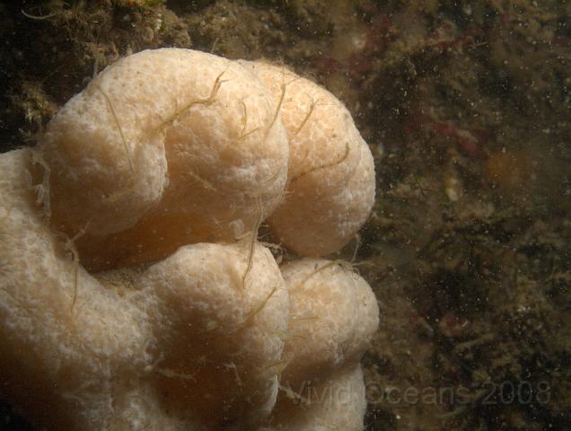 DW265243.JPG - Skeleton shrimps - Caprella spp. - hanging out on a Dead mans finger - Alcyonium digitatum -