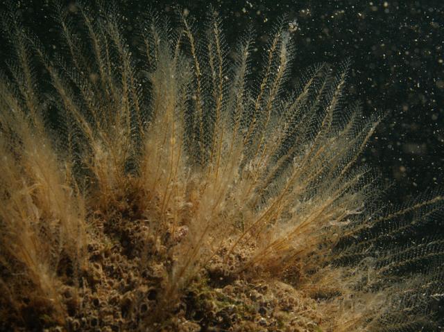 DW265247.JPG - This hydroid or Sea Beard looks like the Antenna hydroid but is much smaller and more delicate
