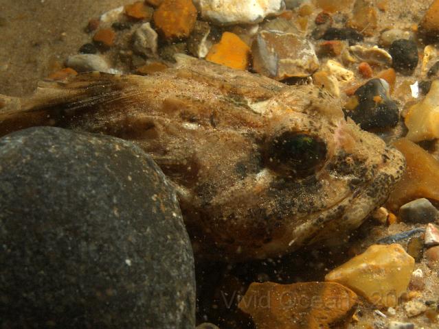 DW265249.JPG - Scorpionfish (Longspined - Taurulus bubalis - have been in short supply, or maybe they have just been hiding really well
